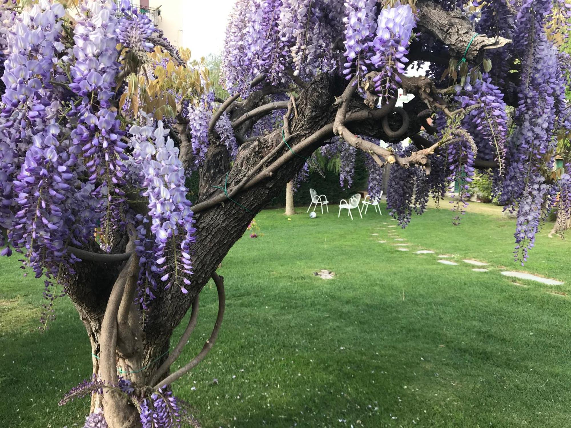 Villa Marlene B&B Albenga Zewnętrze zdjęcie